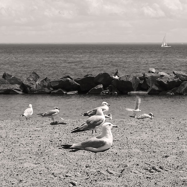 Gulls on the shore of lake Ontario