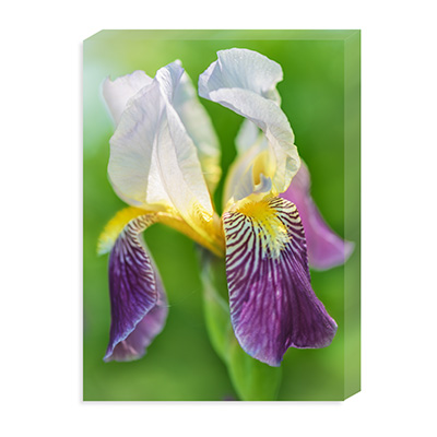 white-purple iris