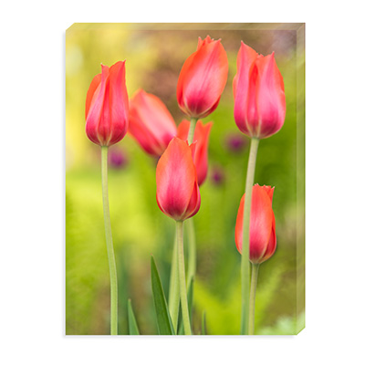 seven red tulips