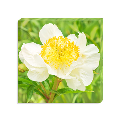 white peony 'Claire de Lune' flower