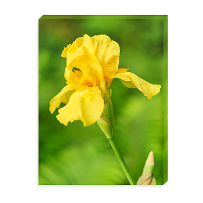 yellow iris flower photo