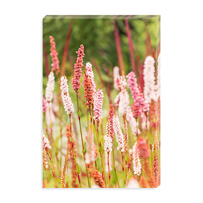 persicaria flowers