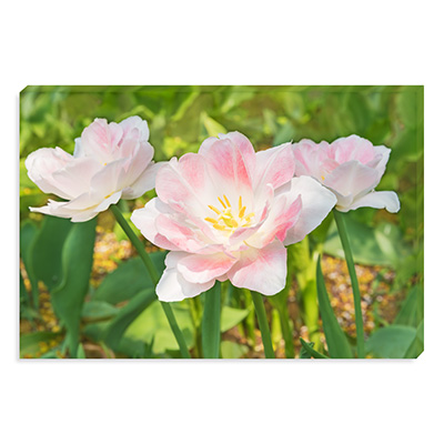 white-pink tulips photo