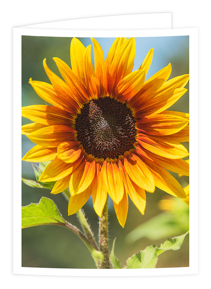 sunflower greetings card