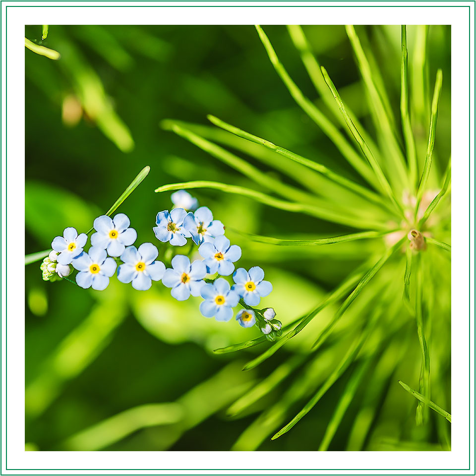 forget-me-not flowers and horsetail plant photo
