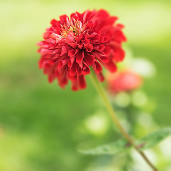 red zinnia in High Park