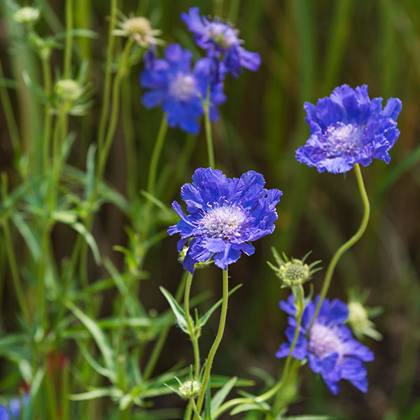 scabiosa blue flowers - Toronto Island Park