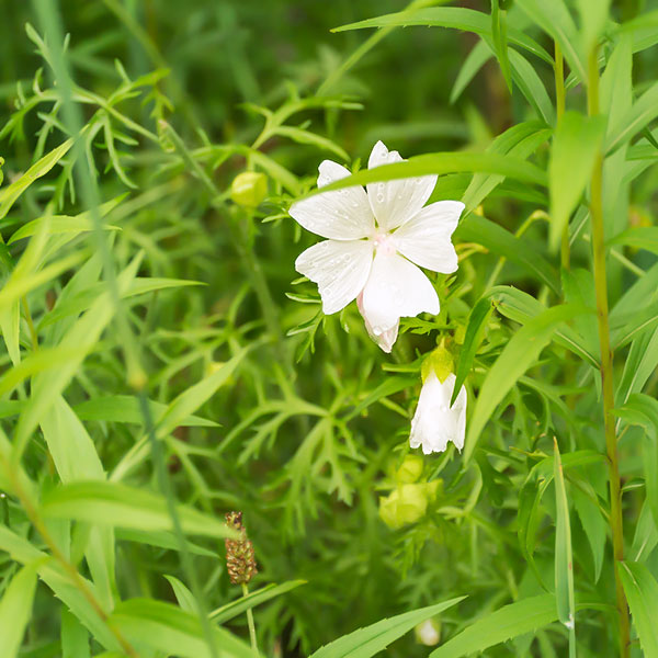 Beautiful wild white flower found at the Rockwood Conservation Area in Ontario