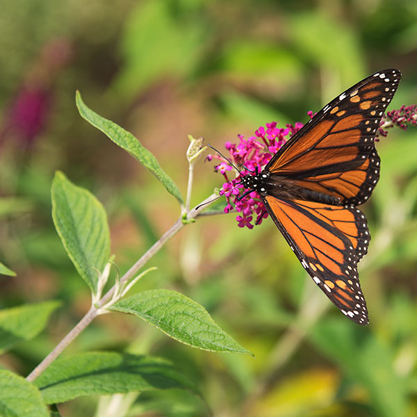 monarch butterfly - Toronto Island Park