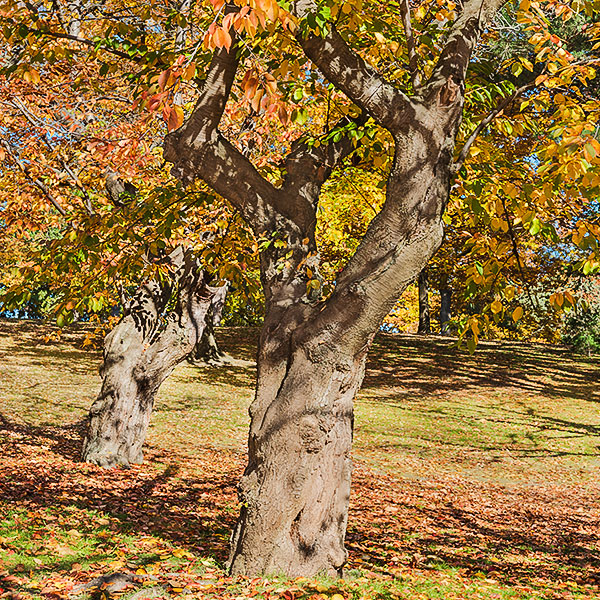 autumn old cherry trees in Toronto High Park