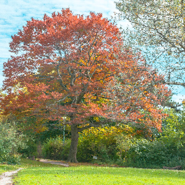 autumn beech at Colborne Lodge in Toronto High Park