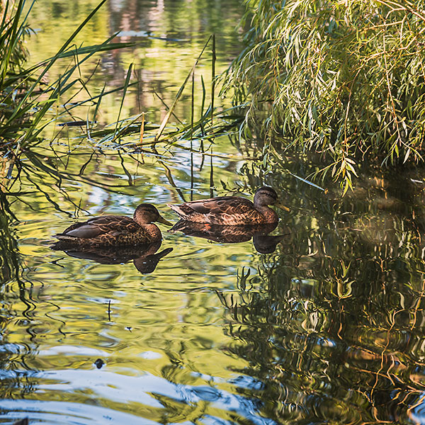 Ducks on Gardiner Pond - High Park Toronto